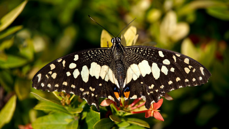 Butterfly Sucked a Flowerの写真素材