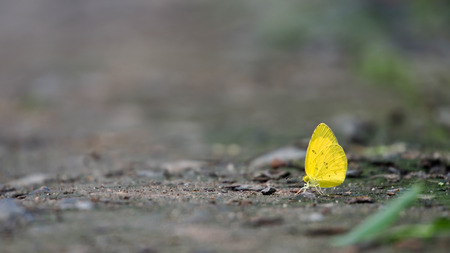 Little Yellow Butterfly on The Groundの写真素材