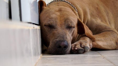 Brown Dog Sleepingの写真素材