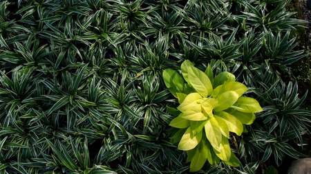 Philodendron and Green Plant in Backgroundの写真素材