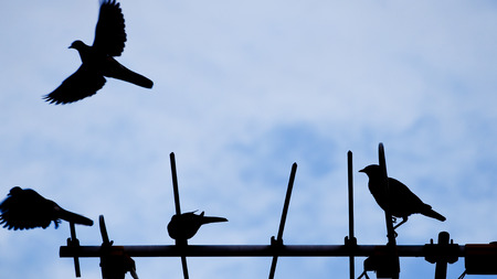 Dove on TV Antennaの写真素材