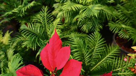 Red Poinsettia Leaf in Green Fern