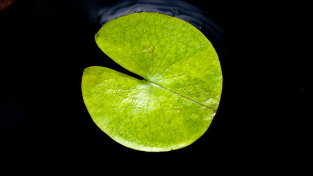 Little Lotus Leaf on The Pondの写真素材