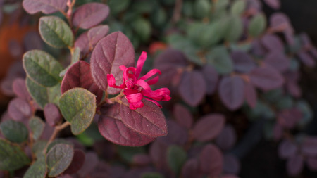Red Chinese Witch Hazel on The Groundの写真素材