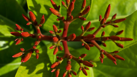 The Red Ixora Flowers Budの写真素材