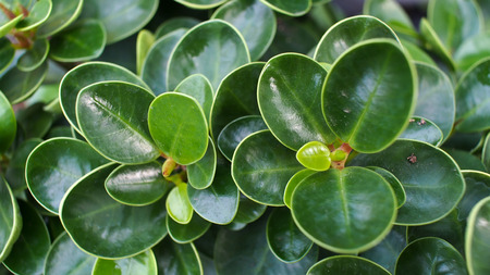 Green Banyan Leaves in The Gardenの写真素材