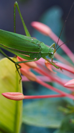Grasshopper perched on a Flower