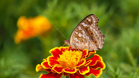 Butterfly Sucking Nectar from Calendula flower