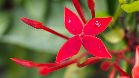 Red Jasmine Flowers Blooming in The Gardenの写真素材