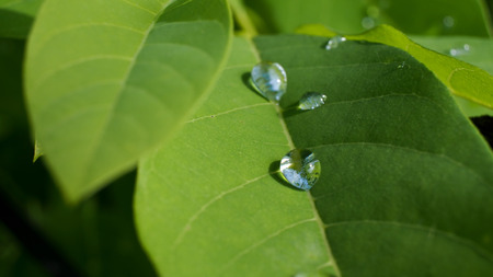 Rain Drops on Custard leavesの写真素材