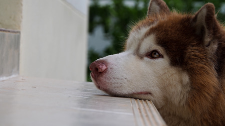 Chin Siberian Husky Dog Stranded on The Steps