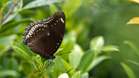 Movement of Brown Butterfly in The Treeの写真素材