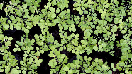 The Tree is a New Leafの写真素材