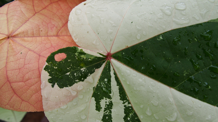 Bo Leaf Texture After Rainの写真素材