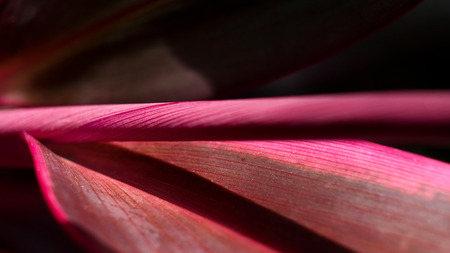 The New cordyline leaf Roll as Loudly Red