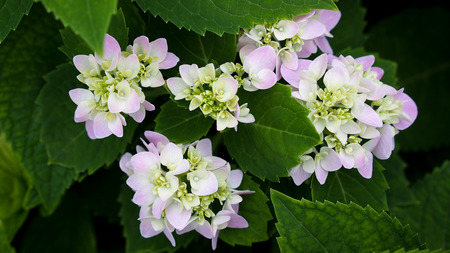 Pink Hydrangea Flower Blooming in The Garden