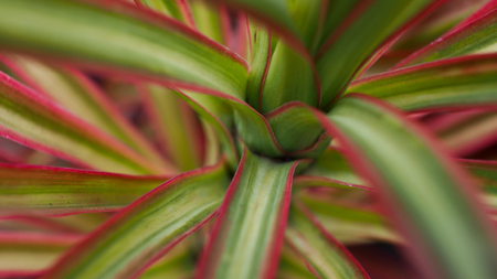 The Trunk of Bromeliad Flowerの写真素材