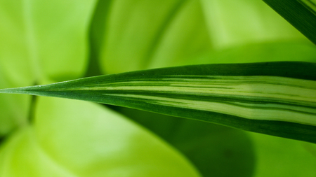 Spider Plant Leaf Tip on The Groundの写真素材