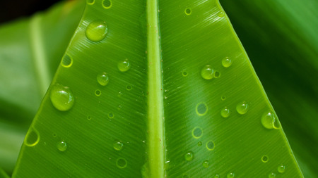 Water Drops on The Big Green Fern
