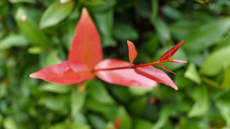 The Red Leaves of Christina Plant were Beginning