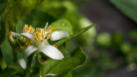 White Lime Fruit Flower Bloomingの写真素材