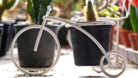 White Bike Model Put Potted Little Cactusの写真素材