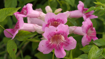 Pink Trumpet Vine Blooming in The Garden