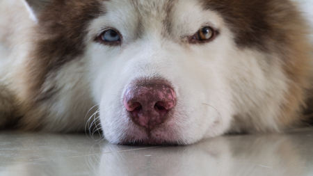 Siberian Husky Two Eye Colors Lie Down on The Floorの写真素材