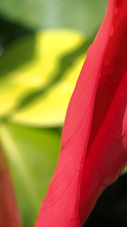 Red Leaf in Yellow Backgroundの写真素材