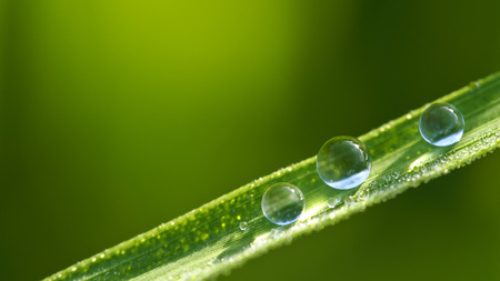 Water Drop in The Middle of Rice Leaf