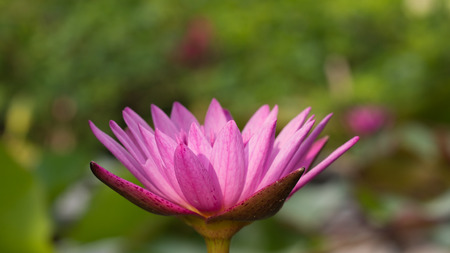 Pink Lotus Blooming in The Side Viewの写真素材