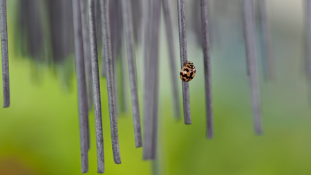 Beatle Perched on a Wire