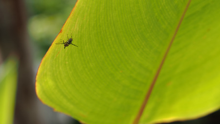 Insect Porched on Green Leaf Texture in The Garden