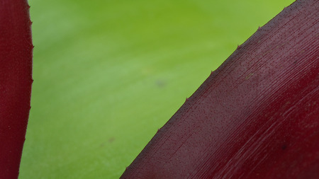 Red and Green Bromeliad Leaves Textureの写真素材