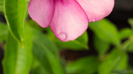 Rain Drops on The Purple Allamanda Flower Bloomingの写真素材
