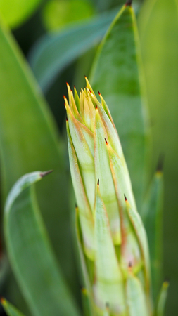 Agave is Flowering Before Dyingの写真素材