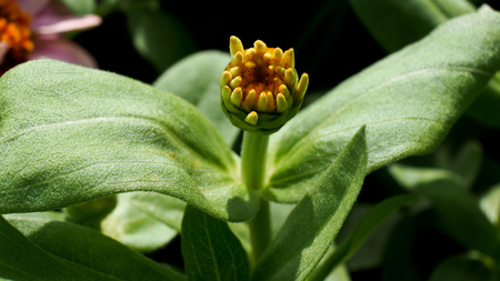 Yellow Zinnia Bud is going to Bloomの写真素材