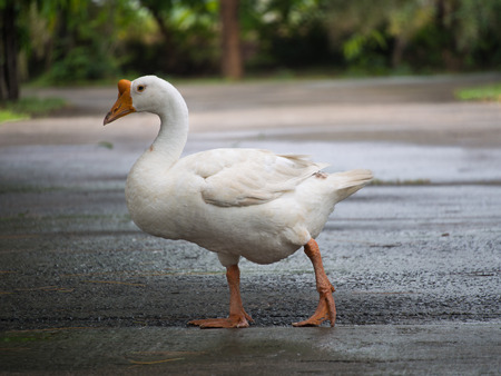 Goose Standing in The Streetの写真素材
