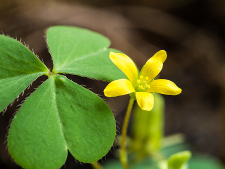 The Little Yellow Unwanted Flowerの写真素材