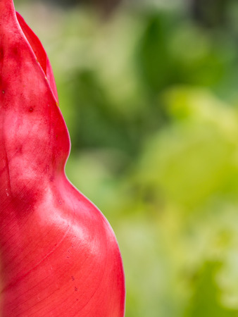 The Half Red Leaf in The Gardenの写真素材