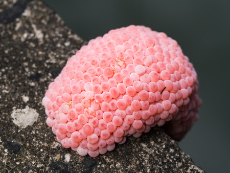 Snail Eggs Perched on The Edge of The Pond