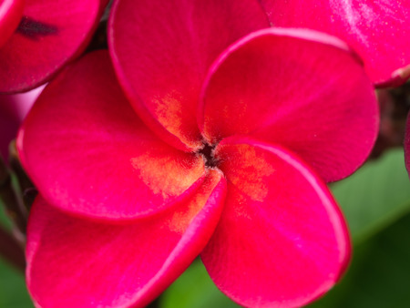Red Plumeria Flower Blooming in The Gardenの写真素材