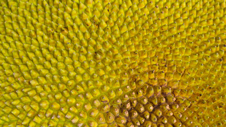 The Surface  Roughness of Jack Fruit Skin