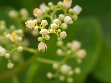 The Brazilian Pepper-tree Flowers Bloomingの写真素材