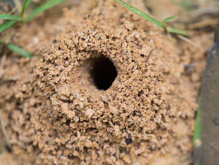 The Anthill on The Ground