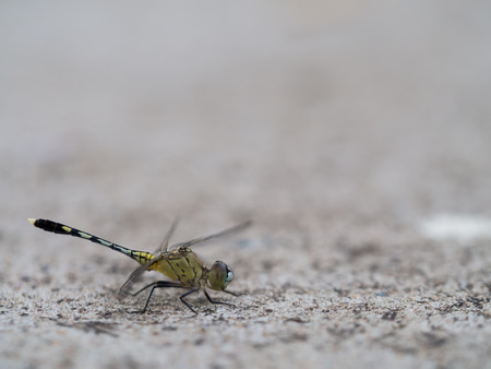 The Dragonfry on The Groundの写真素材