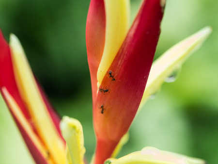 Black Ants Climbing on Bird of Paradise Flowerの写真素材