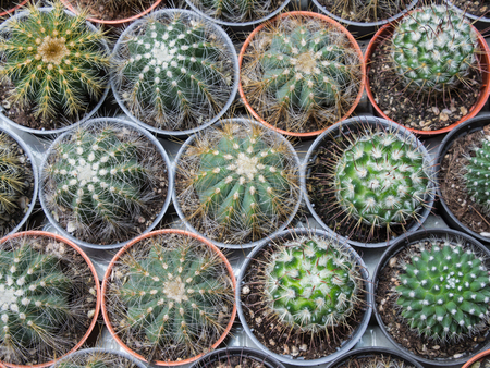 Little Cactus in Flowerpot in The Gardenの写真素材