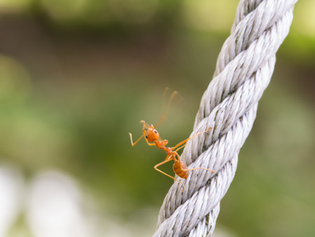 Movement of Red Ant on The Nylon Ropeの写真素材