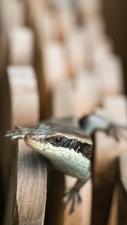 Skink in a Pile of Woodの写真素材